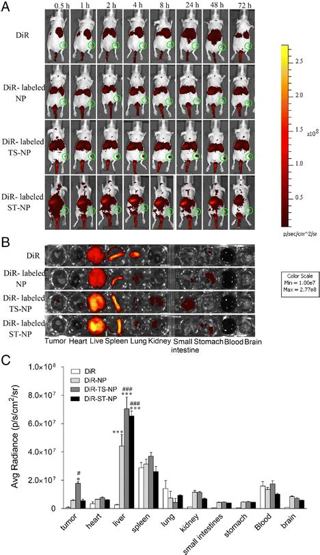 Bio Distribution Of DiR NP In Tumor Bearing Mice A In Vivo Whole Body