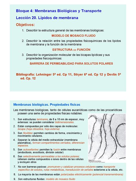 Pdf Estructura De La Membrana Celular Dokumen Tips Hot Sex Picture