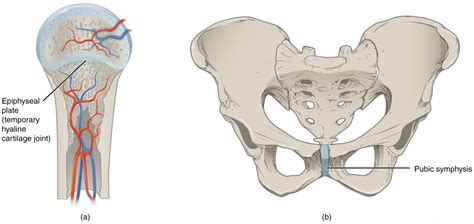 Cartilaginous Joints | Anatomy and Physiology I