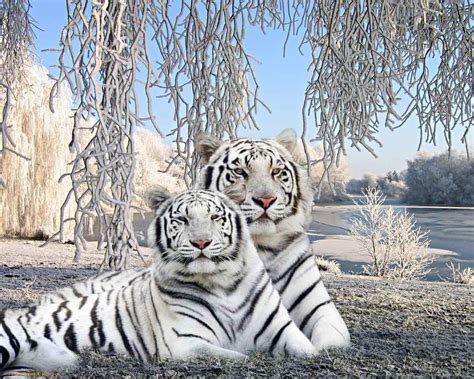 baby white tiger wallpapers wallpaper cave