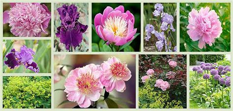 Best Anemone Companion Plants For A Stunning Fall Garden Baf3