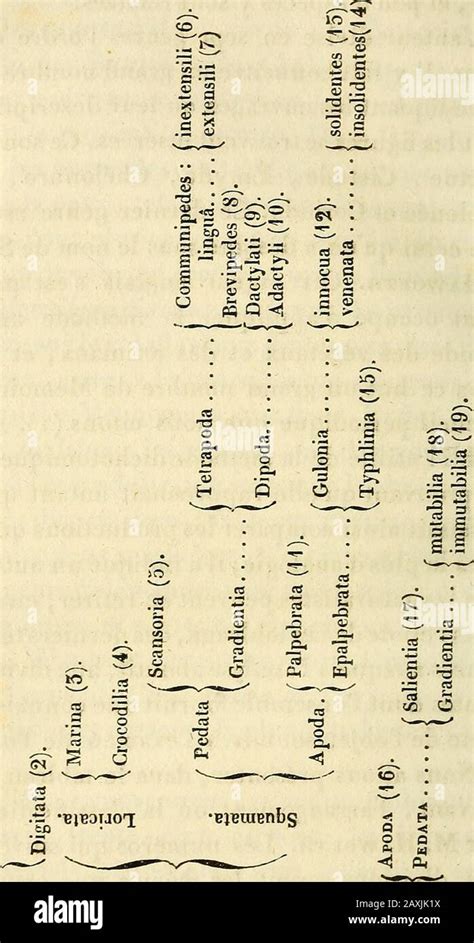 Erpétologie générale ou Histoire naturelle complète des reptiles