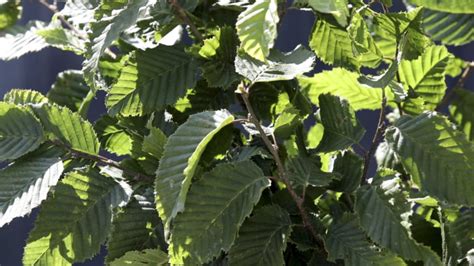 Carpinus Betulus Mature Espalier Caragh Nurseries