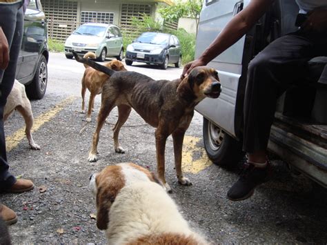 Abandoned Pets Struggle To Survive In Venezuela