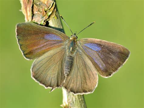 Purple Hairstreak | Butterfly Conservation