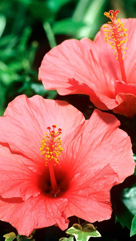 Red Hibiscus Flower Wallpapers Wallpaper Cave