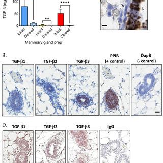 TGF β isoform expression in the normal mammary gland of BALB c mice A