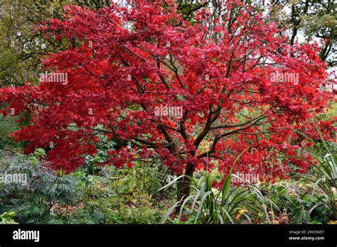 Acer Palmatum Osakazuki Japanese Maple Japanese Maples Red Leaves Red Foliage Autumn Autumnal