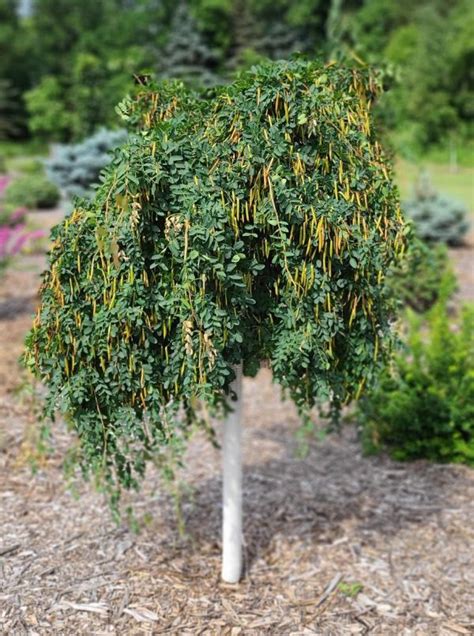 Caragana Weeping Treeform Falk Nurseries