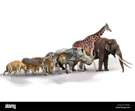 Set of African Animals Stock Photo - Alamy