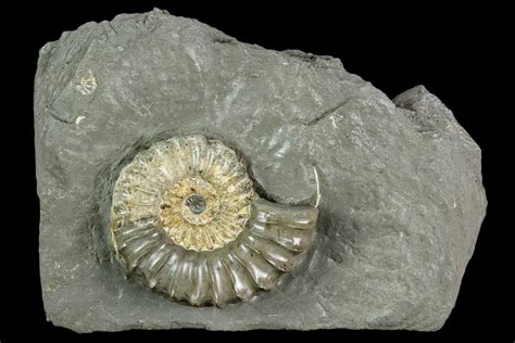 215 Ammonite Pleuroceras Fossil In Rock Germany 125425 For