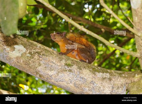 Red Tailed Eichhörnchen Sciurus Granatensis Auf Einem Ast Costa Rica