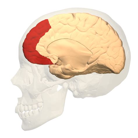 Know Your Brain Prefrontal Cortex — Neuroscientifically Challenged