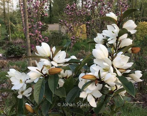 Magnolia ‘fairy Magnolia Cream Plantentuin Esveld