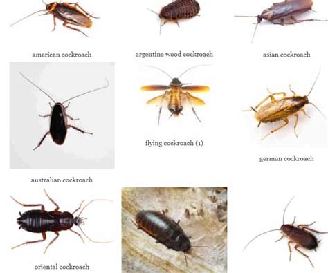 15 Types Of Roaches With Pictures A Complete Identification Guide 2021