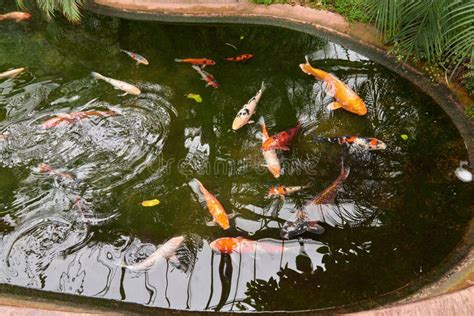 Majestic Japanese Koi Fish Swimming In Pond At Greenhouse Japanese