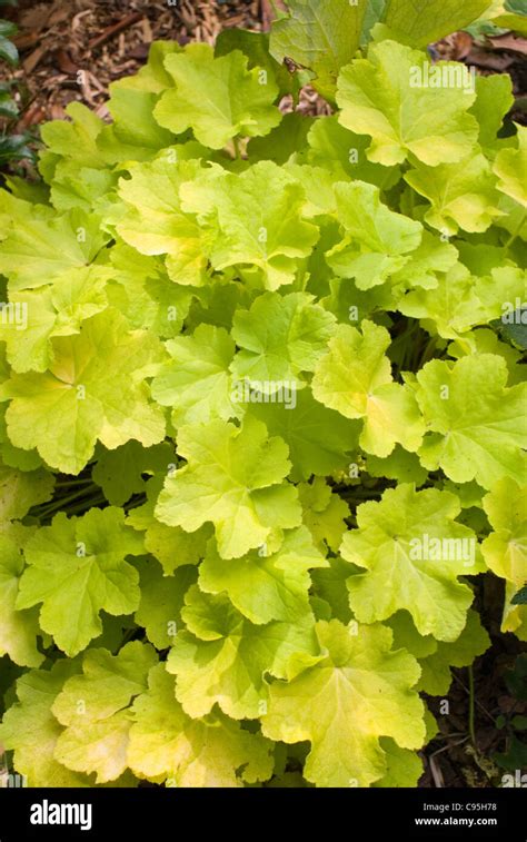 Heuchera Citronelle entire plant foliage leaves gold yellow green shade garden ruffled accent ...