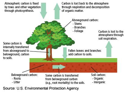 Reforestation: Impact on Climate | TED-Ed