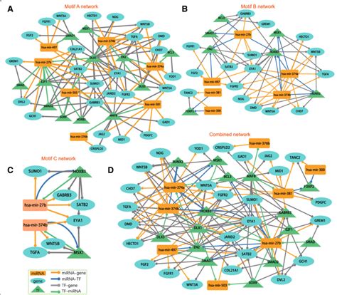 Feed Forward Loop Ffl Based Regulatory Networks Three Types Of Download Scientific Diagram