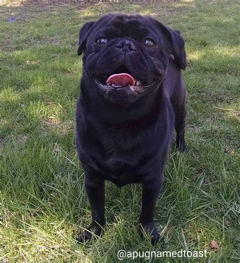 A Pug Named Toast And How He Got His Name Pug Names Pugs Pug Puppy