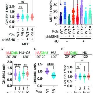 Mre And Rad Are Required For Mmr Dependent Fork Degradation In