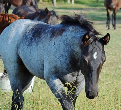 5 Beautiful Coat Colors in Horses| Your Horse Farm