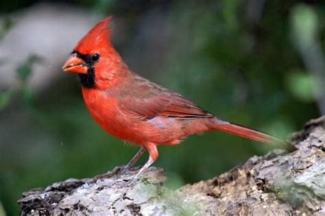 The 3 Species Of Cardinals In Hawaii Pictures And Facts Hawaii Bird Guide