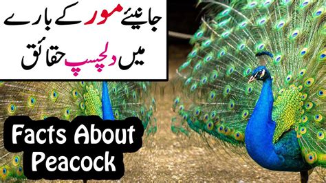 Facts About Peacock Interesting Information About Peacock Peacock