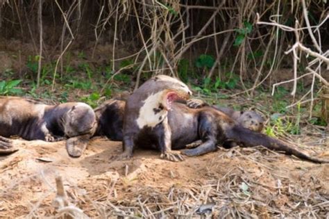 Giant River Otters Of The Amazon Rainforest Sa Vacations