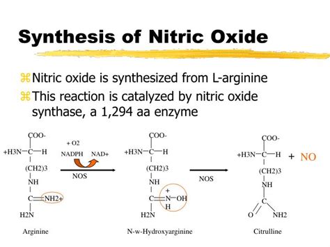 PPT - Nitric Oxide PowerPoint Presentation - ID:183938