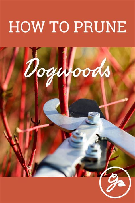 How To Prune Red Twig Dogwoods