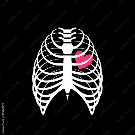 Human Rib Cage Chest Thorax With Heart Inside Simple Vector Drawing