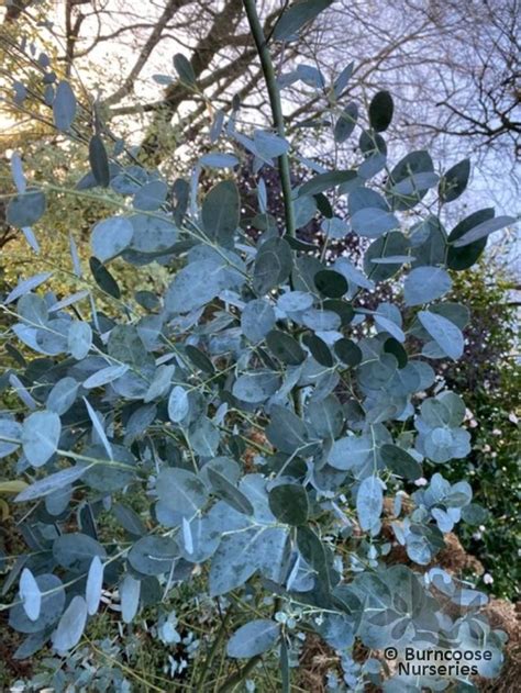 Eucalyptus Gunnii Silverana From Burncoose Nurseries