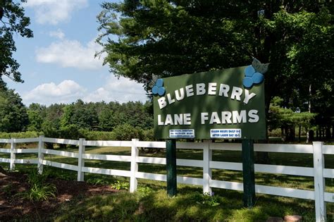 Blueberry Lane Farms Celebrates 75th Anniversary With Beautiful Berries