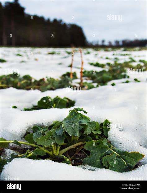 Plants on field covered by snow Stock Photo - Alamy