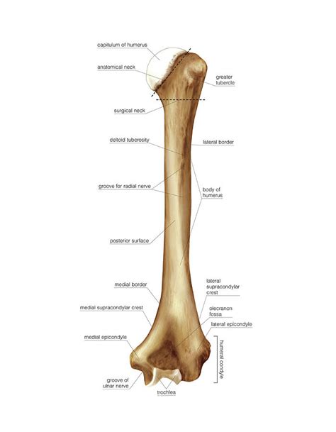 Humerus Labeled