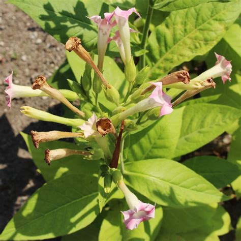 Табак обыкновенный Nicotiana tabacum PictureThis