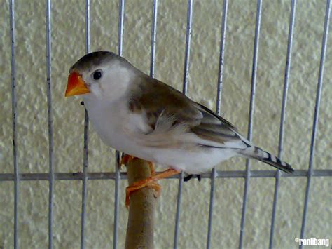 Peng Ng Penguin Normal Grey Zebra Finch Ronlibang Aviary