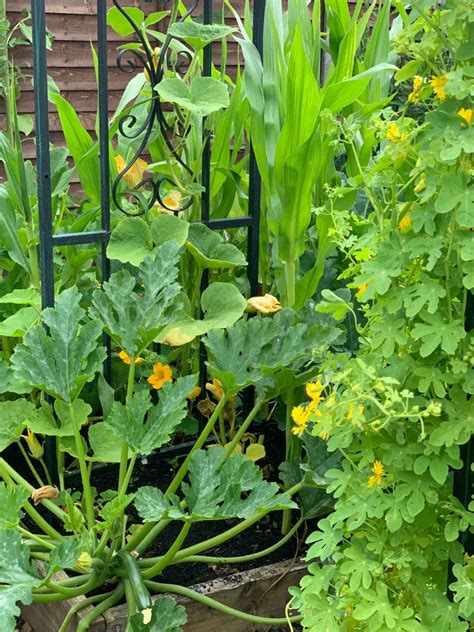 How To Grow Courgettes For The Best Harvests