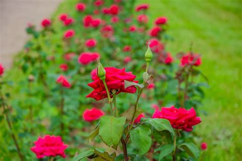 14 Reasons To Plant A Rose Hedge (& How To Do It)