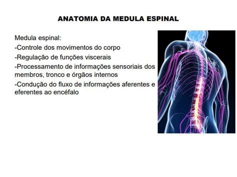 Quais São As Duas Funções Principais Da Medula Espinhal