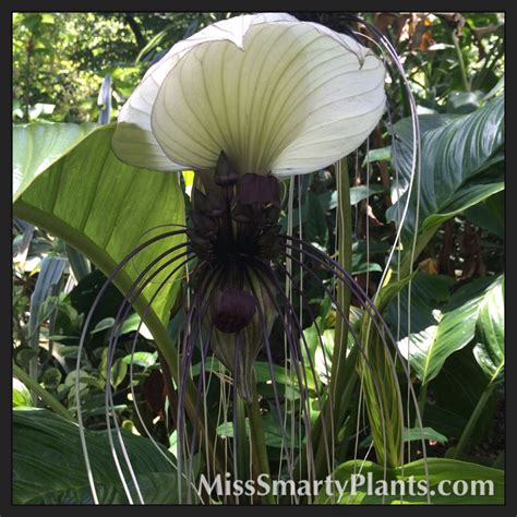 White Bat Flower (Tacca integrifolia) - Miss Smarty Plants