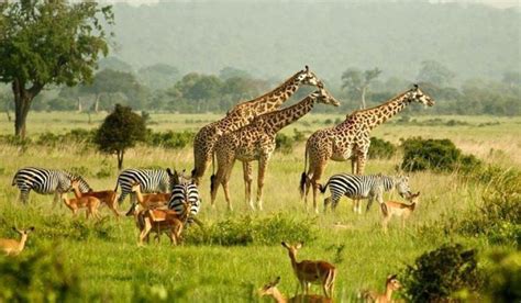 Best Time To Visit Murchison Falls National Park Murchison Falls