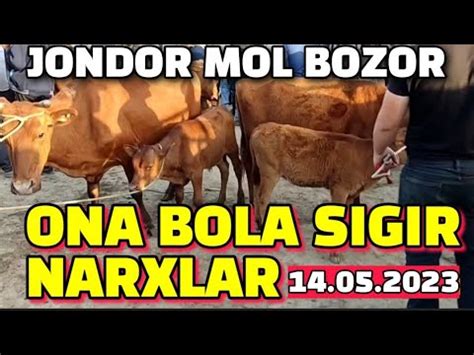 BUXORO JONDOR MOL BOZOR ONA BOLA SIGIR NARXLAR 14 05 2023 JONDOR UZ