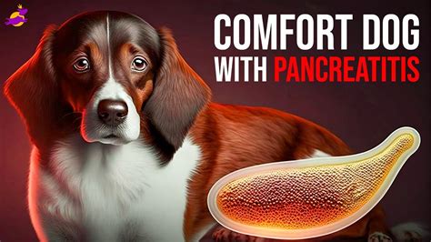 How to comfort a dog with pancreatitis – HousePetsCare.com