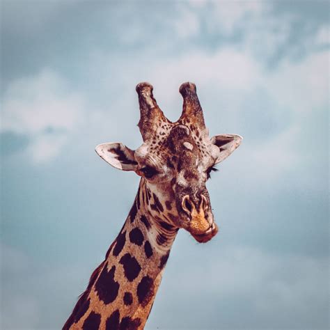 Top 999+ Giraffe Wallpaper Full HD, 4K Free to Use