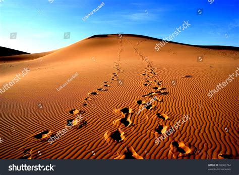 22,930 Footprints Desert Stock Photos, Images & Photography | Shutterstock