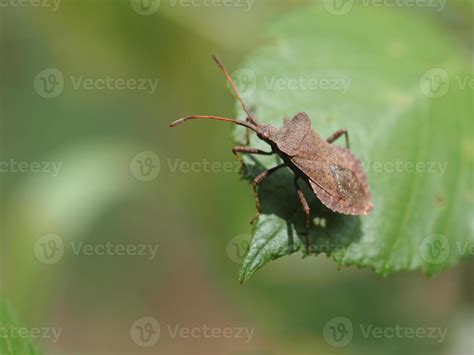 brown leaf beetle macro 12026569 Stock Photo at Vecteezy