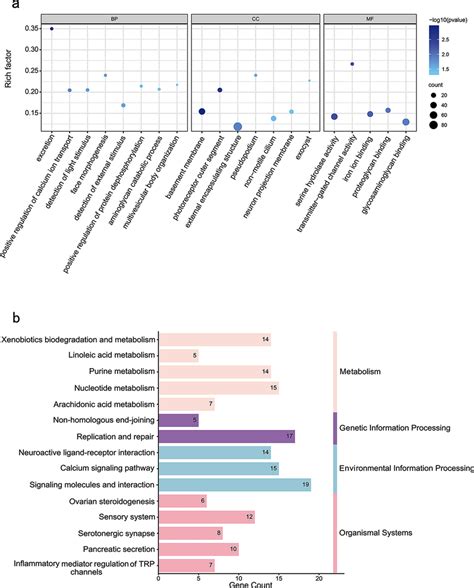 Gene Ontology Go And Kyoto Encyclopedia Of Genes And Genomes Kegg Download Scientific