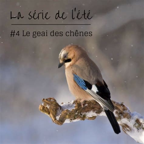 La série de l été Episode 4 Le geai des chênes Une histoire de plumes